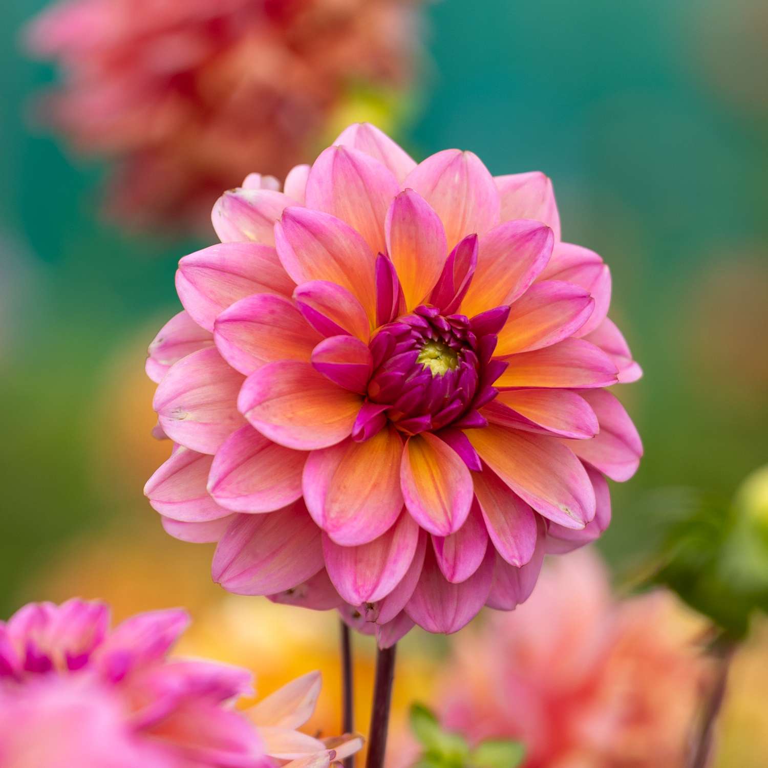 Daalia 'Great Silence'